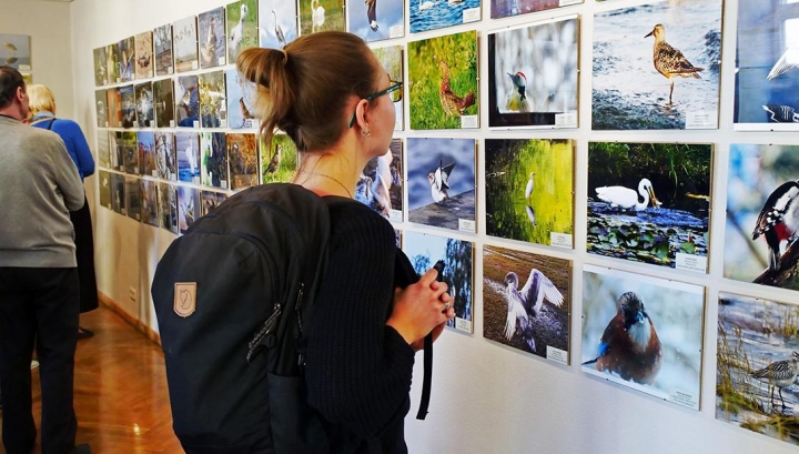 Izsludināts fotokonkurss „Mans putns 2020”