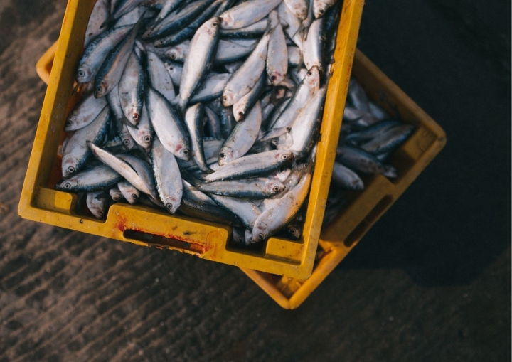 Izsole par Rūpnieciskās zvejas – pašpatēriņa zvejas tiesību nomas Baltijas jūras  piekrastes ūdeņos